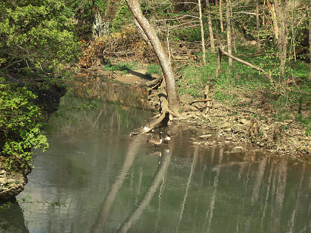 Dos gansos en el río - foto de stock
