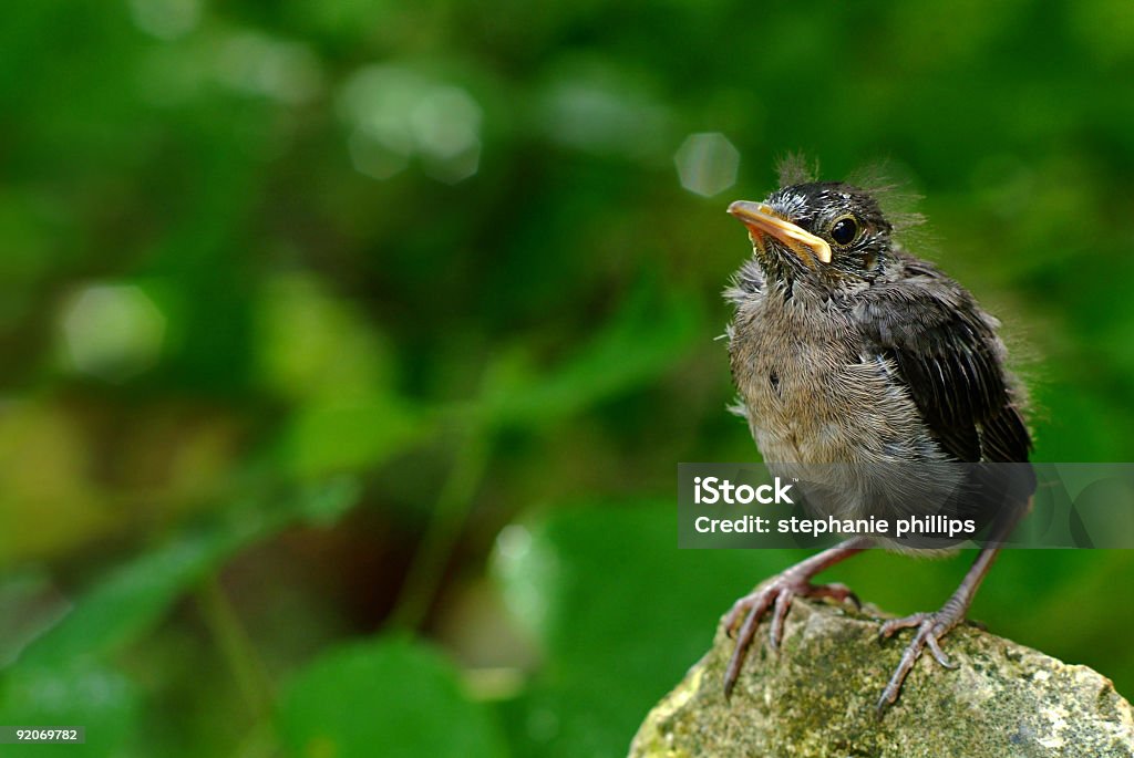 En su propia - Foto de stock de Aire libre libre de derechos