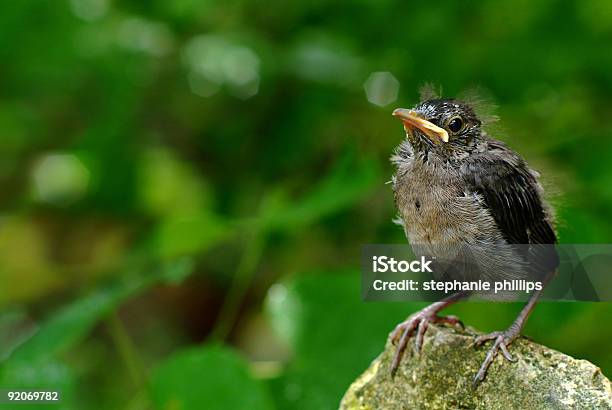 Photo libre de droit de Sur Son Propre banque d'images et plus d'images libres de droit de Besoin - Besoin, Chant d'oiseau, Cible facile