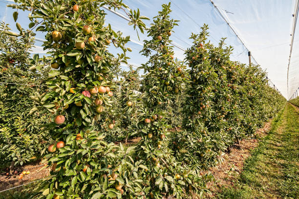 istock Orchard of ripe apples. 920698518