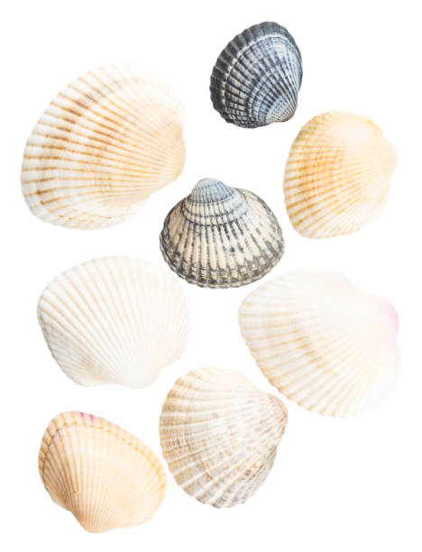 istock Collection of seashells isolated on white background 920701412