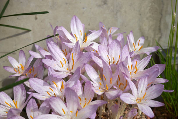 Colchium Colchium flower meadow saffron stock pictures, royalty-free photos & images