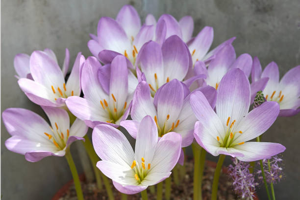 Colchium Colchium flower meadow saffron stock pictures, royalty-free photos & images