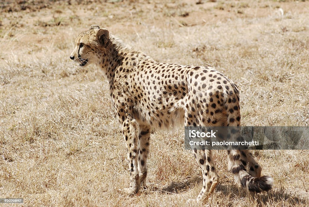 Cheetah look for animals  Africa Stock Photo