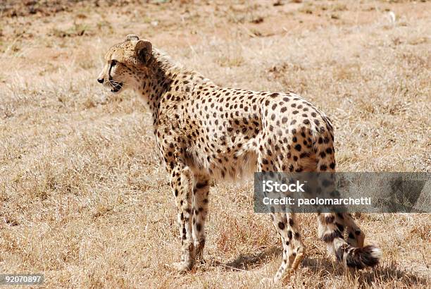 Cheetah Look For Animals Stock Photo - Download Image Now - Africa, African Cheetah, Animal