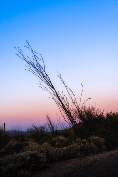 istock Arizona desert landscape sunset 920709832