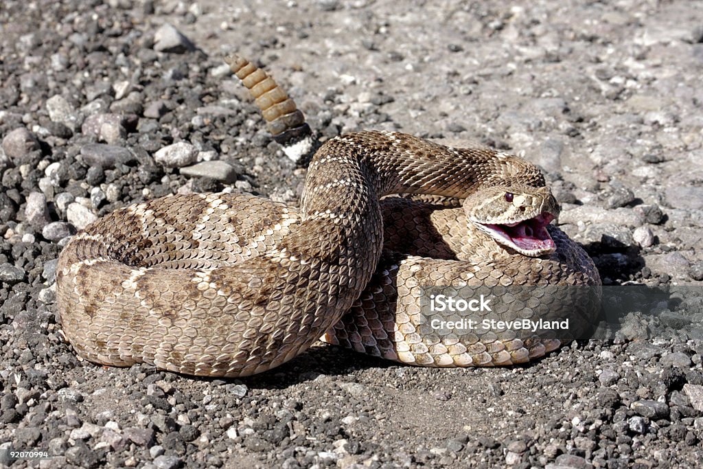 Texasklapperschlange (Crotalus atrox) - Lizenzfrei Klapperschlange Stock-Foto