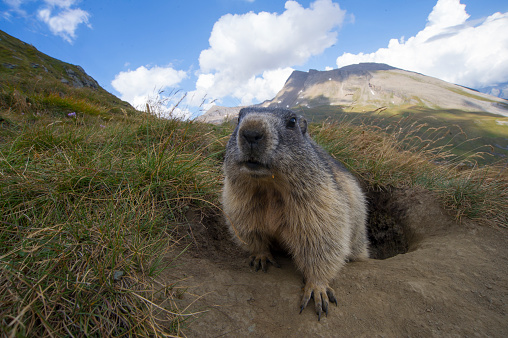 Alpine Marmot near his den