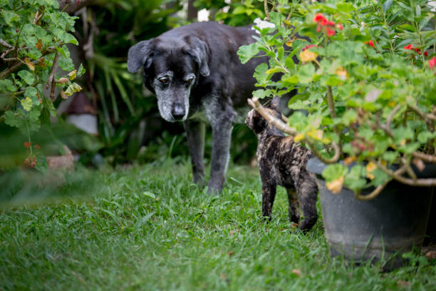 Tortoiseshell Cat kitten and black dog friends
