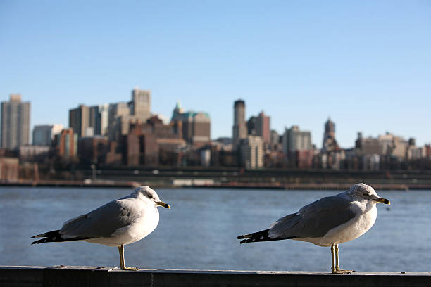 istock seagulls in Manhattan, view to Bronx 92071691