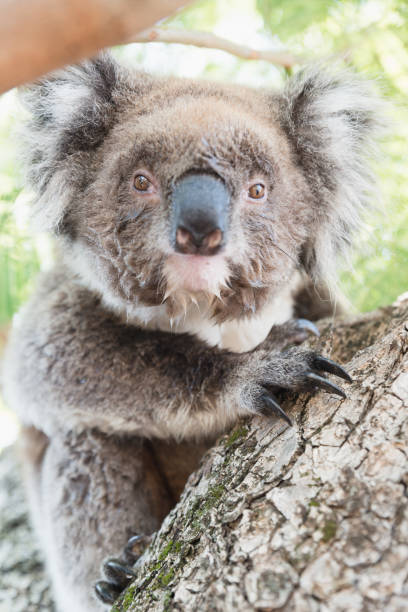 nahaufnahme von koala, ikonischen einheimischen australischen beuteltiere tier am baum - koala australia sydney australia animal stock-fotos und bilder