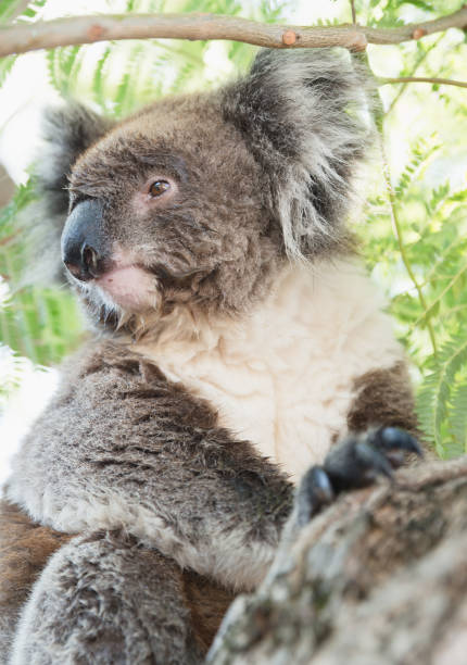 nahaufnahme von koala, ikonischen einheimischen australischen beuteltiere tier am baum - koala australia sydney australia animal stock-fotos und bilder