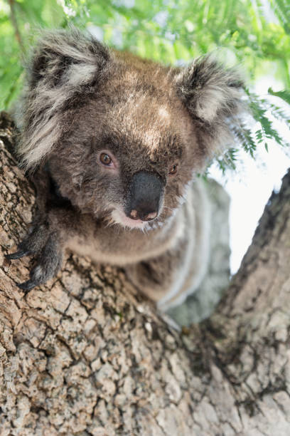 nahaufnahme von koala, ikonischen einheimischen australischen beuteltiere tier am baum - koala australia sydney australia animal stock-fotos und bilder