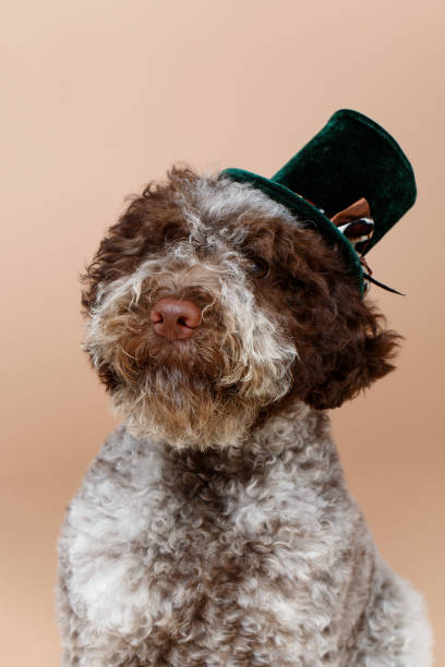 istock beautiful brown fluffy puppy 920720680