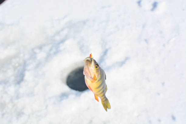 istock ice fishing catch 920720966