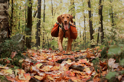 Vizsla on  walking trail with backpack on.