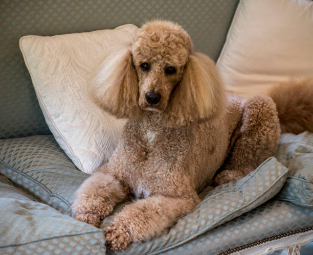 標準プードルはソファの上にある、カメラで見えます。 - standard poodle ストックフォトと画像