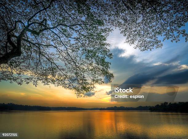 Pôr Do Sol Em Grande Árvore - Fotografias de stock e mais imagens de Ao Ar Livre - Ao Ar Livre, Calor, Coberto florestal