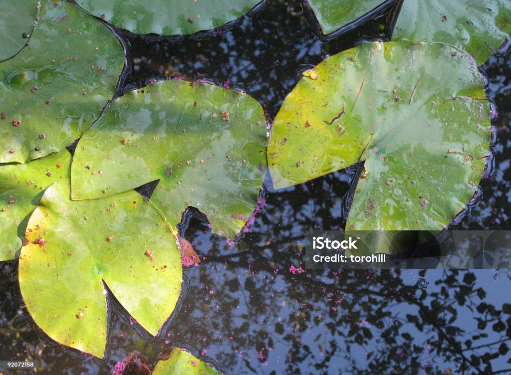 Grün Seerose pads, Aussicht von oben - Lizenzfrei Aquatisches Lebewesen Stock-Foto