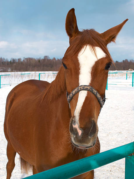 istock horses in a countryside. 92072235