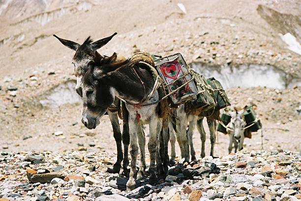 istock Donkeys in the Karakoram 92072314