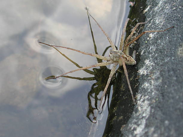 Water spider balancing on surface tension stock photo