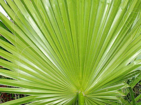 This is a color, royalty free stock photograph of coconut palm tree growing on Kona, the Big Island, Hawaii. Looking up from directly below the tree top is full of ripening coconuts. The green palm fronds fan out in a circular motion from the center. Photographed with a Nikon D800.