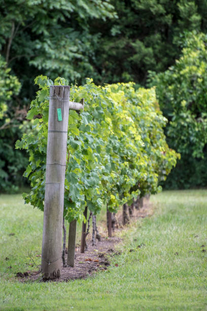 istock Row of grape plants in a vineyard. 920728036
