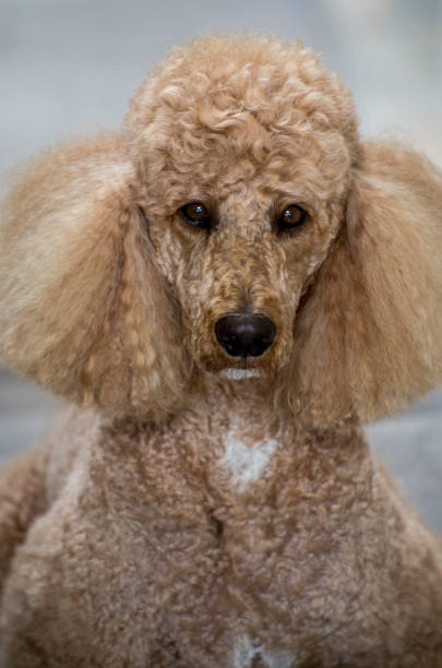 istock Close up of brown Standard poodle's face looking at camera. 920728106