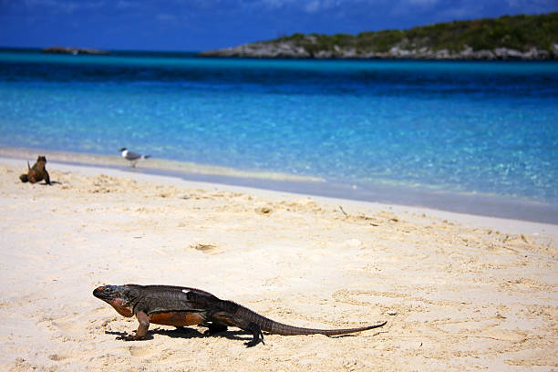 Allan's Cay Iguana  cay stock pictures, royalty-free photos & images