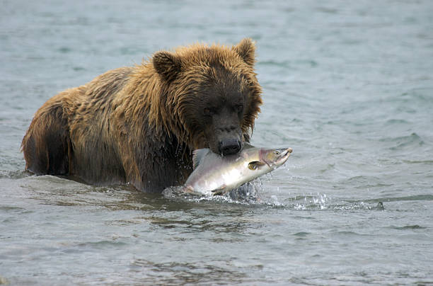 istock Brown Bear with Pink Salmon in Mouth 92073088