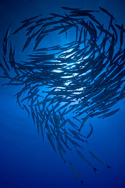 istock Underwater image of barracuda fish swimming above 92073152