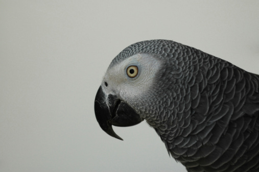 African grey parrot, Psittacus erithacus erithacus, from the Congo region isolated on gray. This is a color photo, not black and white.