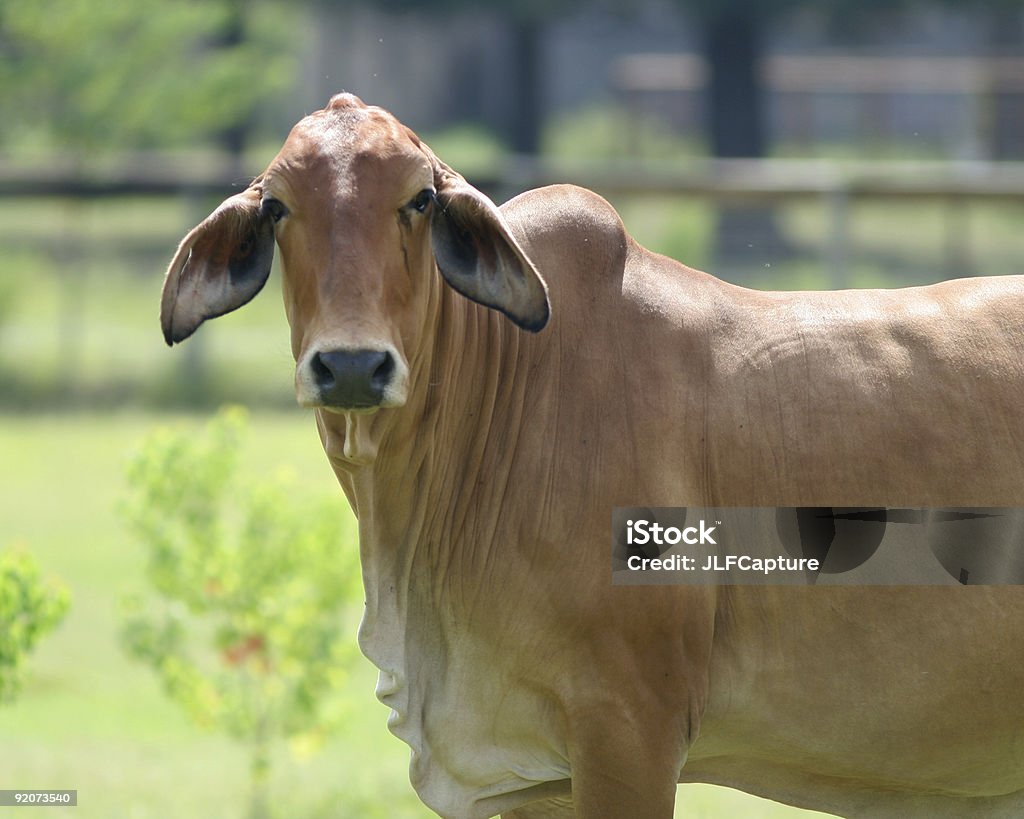 Cow  Agricultural Field Stock Photo