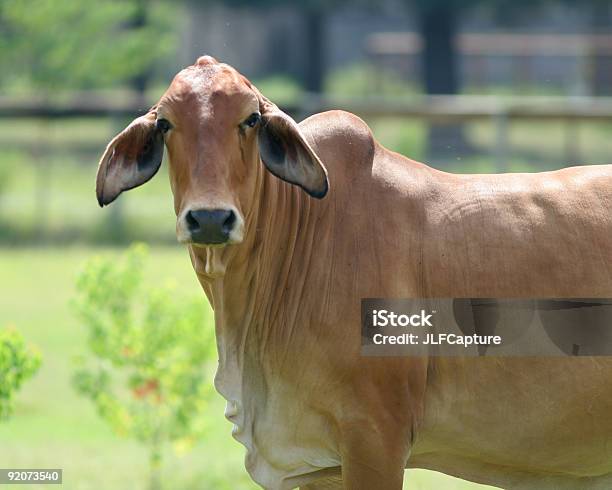 Cow Stock Photo - Download Image Now - Agricultural Field, Agriculture, Animal