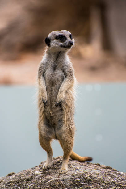 istock Meerkat standing on rock looks at camera. 920735780