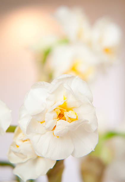 Close up of Bridal Crown Daffodil stock photo