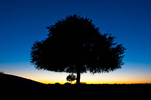 istock Silhouette of lonely tree against dark blue sky 92073592
