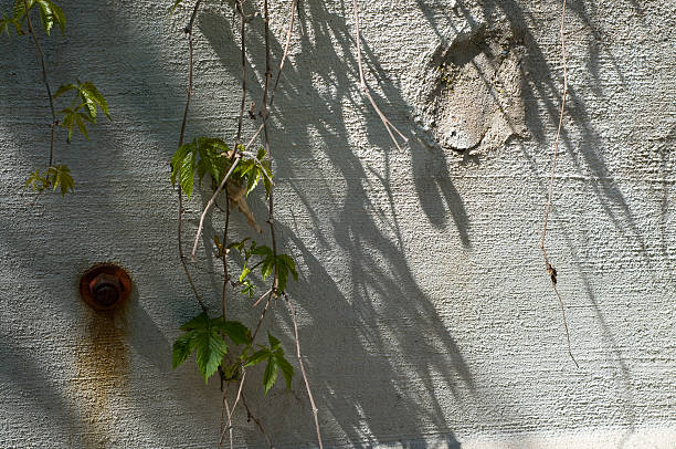 istock Vines and Bolt with Shadows on Concrete Wall 92073691
