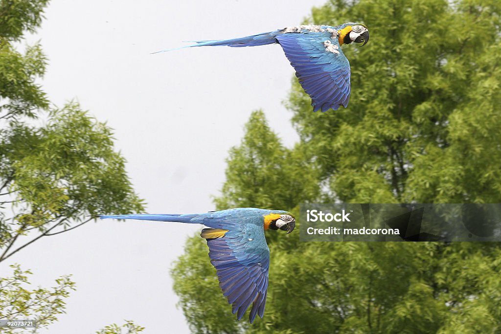 ara volando - Foto de stock de Ala de animal libre de derechos