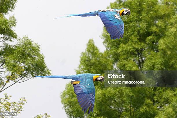 Ara Volando Foto de stock y más banco de imágenes de Ala de animal - Ala de animal, Amarillo - Color, Animales salvajes