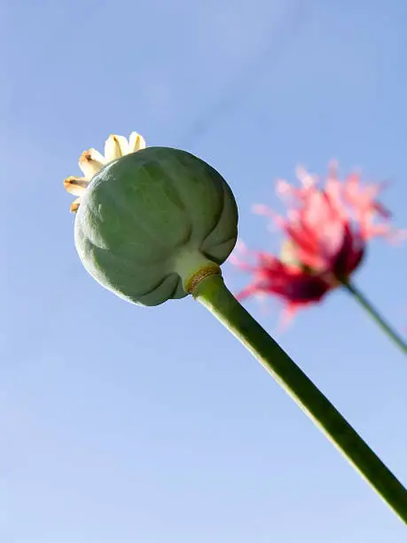 Fruit of a poppy on a background of the blue sky and a flower of a poppy.