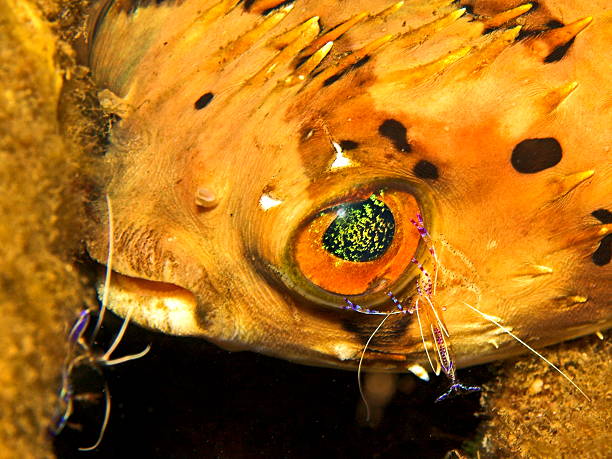 istock Ballon fish at cleaning station 92073807