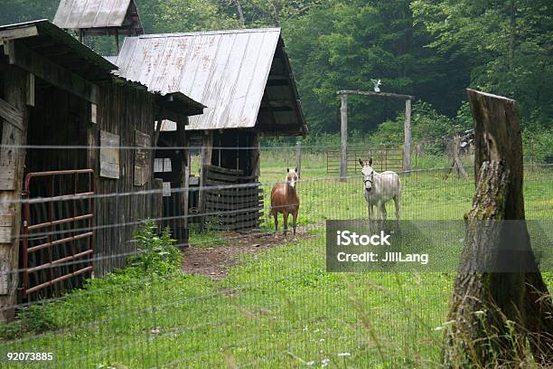 Cavalo E Mula - Fotografias de stock e mais imagens de Abrigo de Jardim - Abrigo de Jardim, Animal, Animal Doméstico