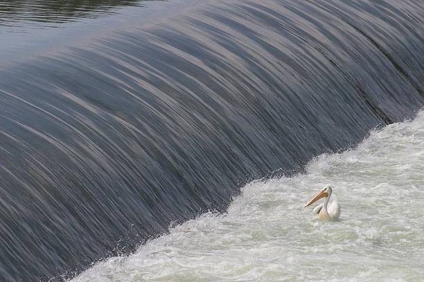 foto do acervo de pelicano-branco-americano no rio em saskatoon - weir - fotografias e filmes do acervo