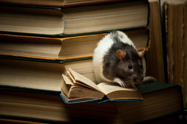 Rat with book stock photo