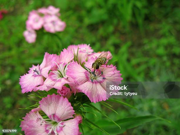 Blatt Auf Eine Blume Stockfoto und mehr Bilder von Atrium - Grundstück - Atrium - Grundstück, Bartnelken, Blumenbeet