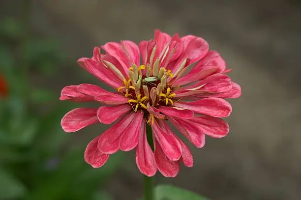 Photo of insect on zinnia