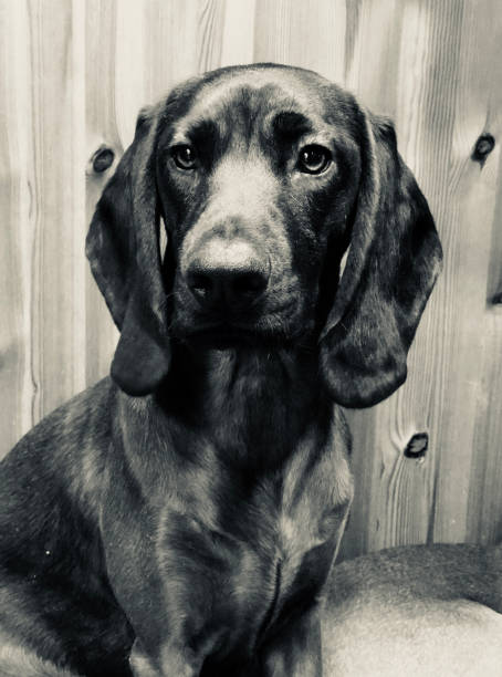 istock beautiful brown dog II 920746276