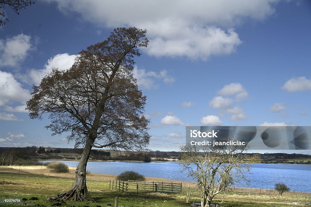 lonely tree  Color Image Stock Photo